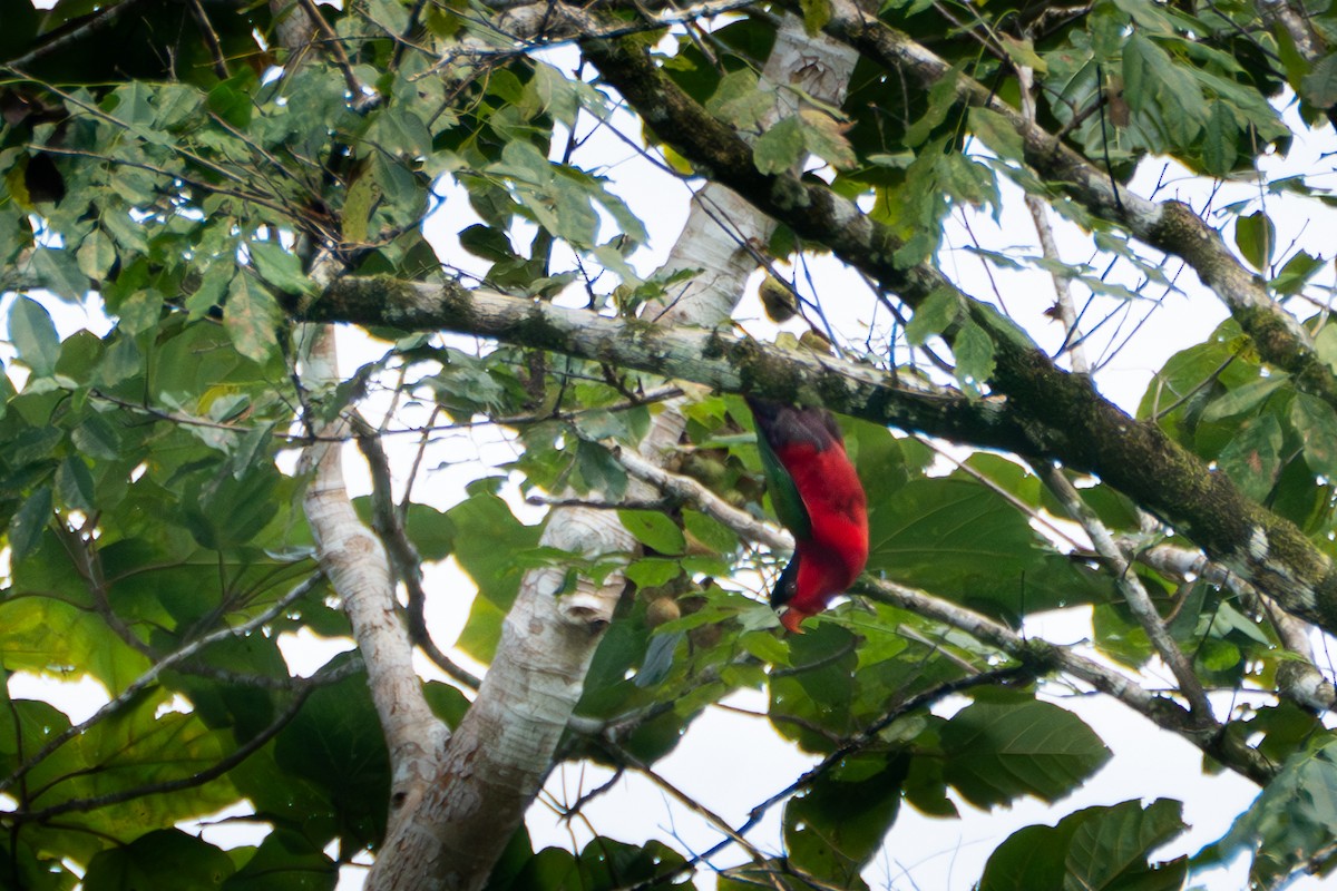 Purple-bellied Lory - ML619832160