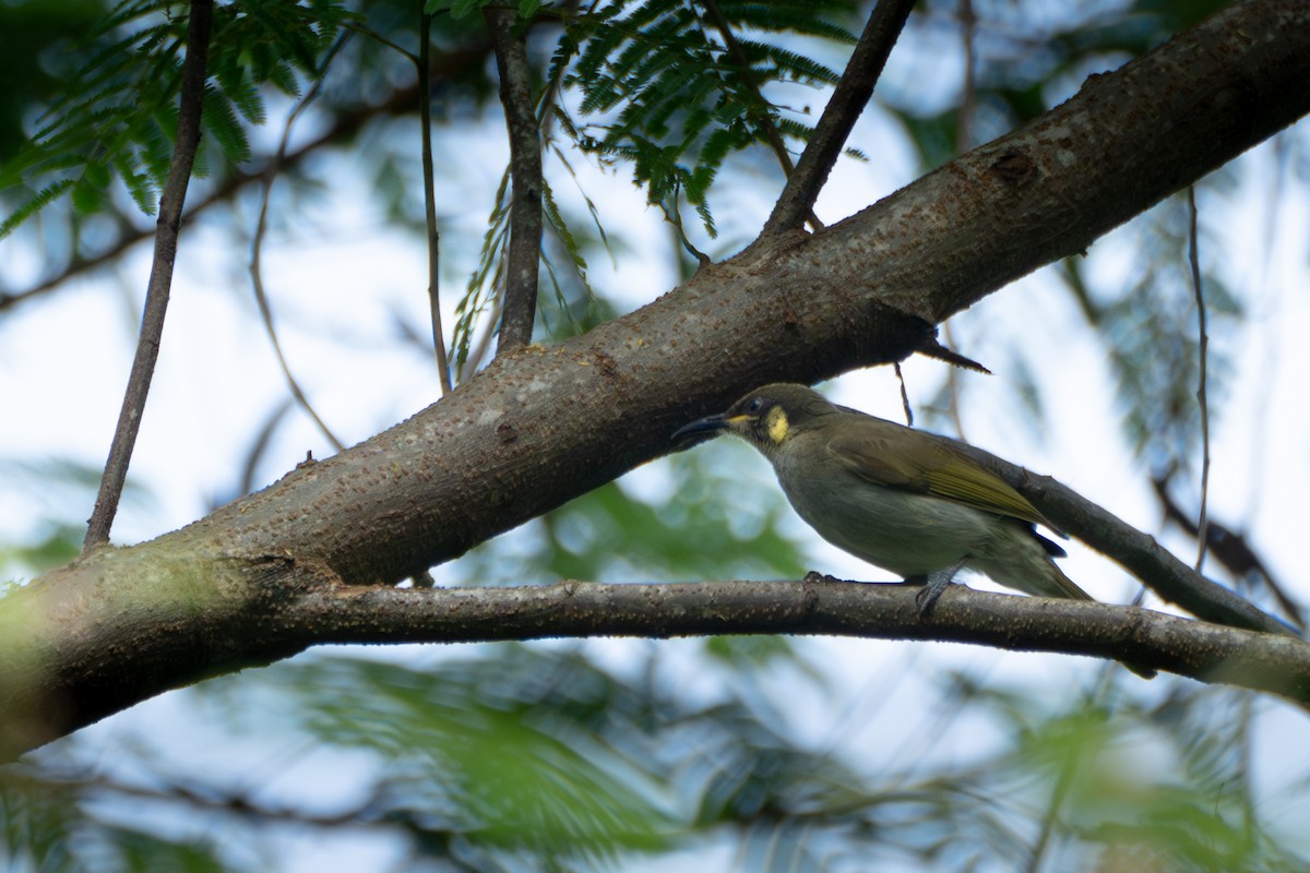 Mimic Honeyeater - ML619832165