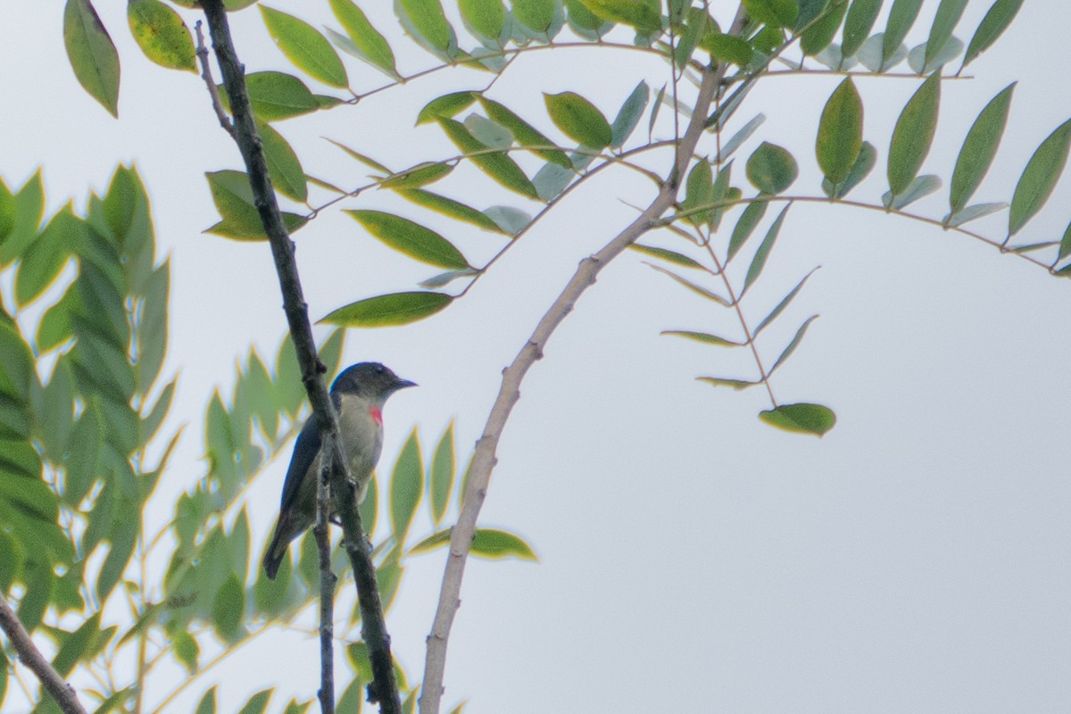 Red-capped Flowerpecker - ML619832166