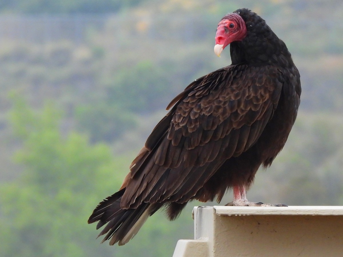 Turkey Vulture - ML619832178