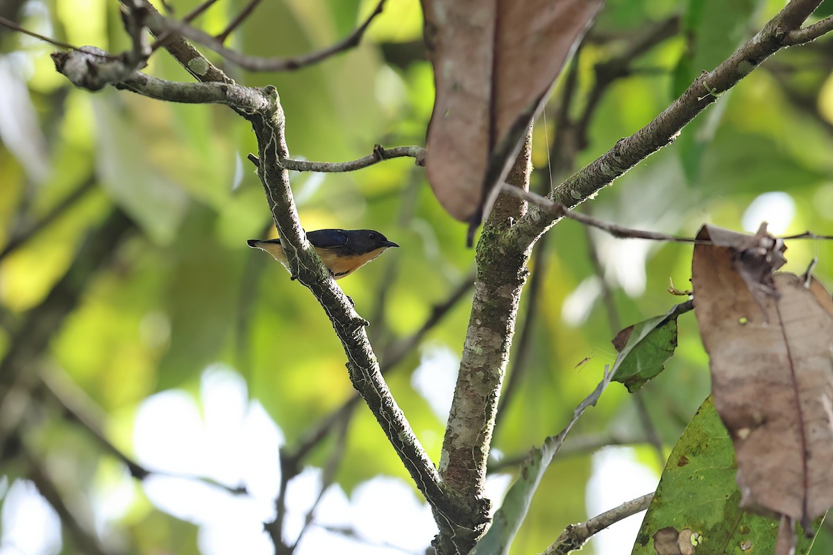 Sumatran Flowerpecker - ML619832179