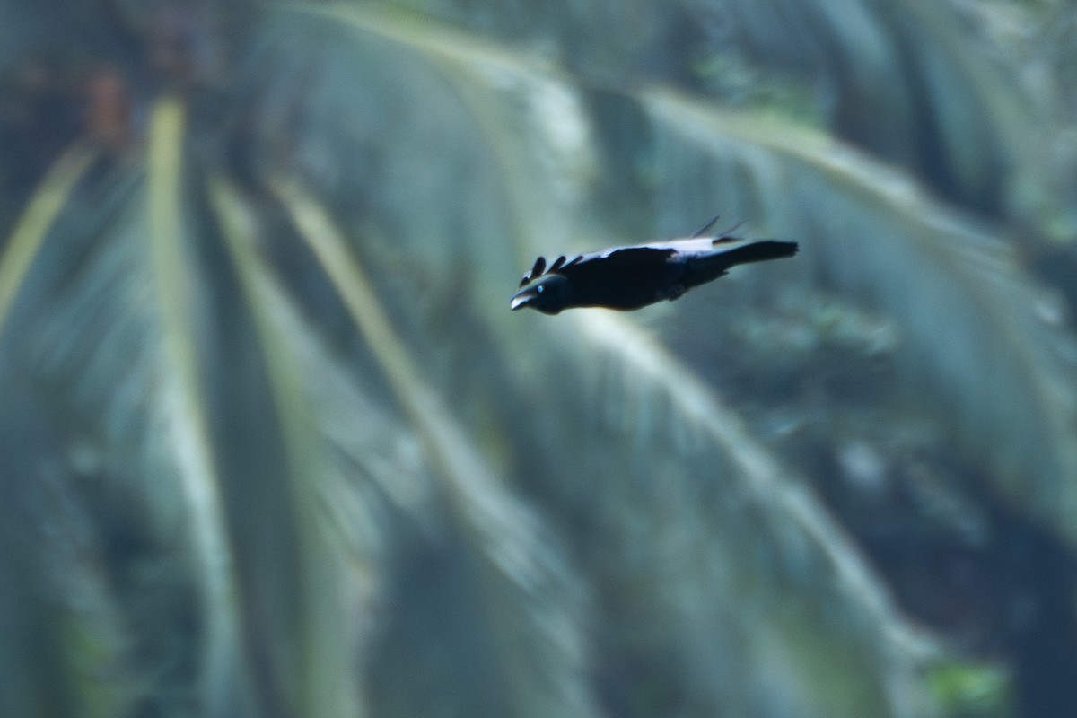 Torresian Crow - ML619832181