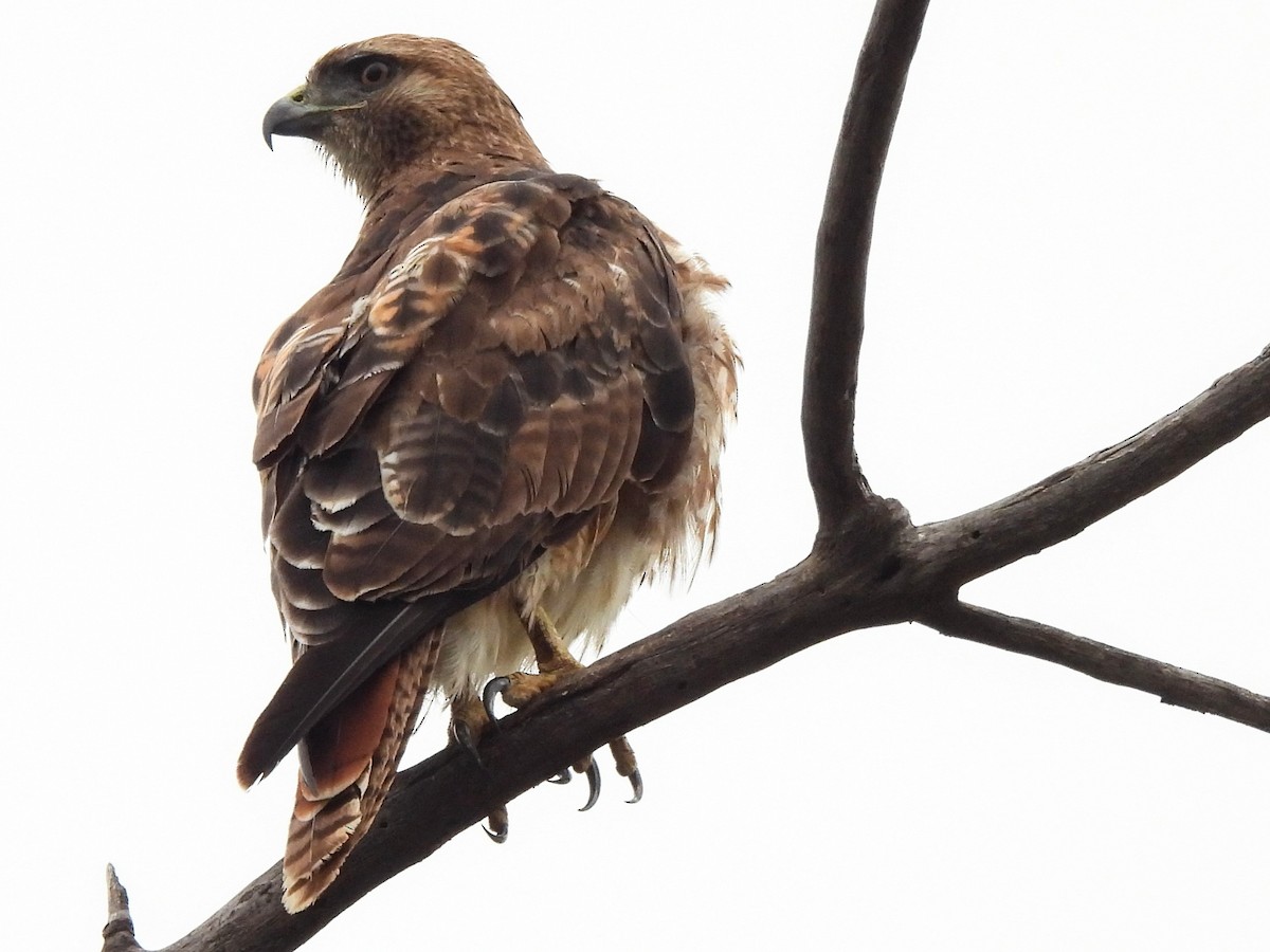 Red-tailed Hawk - ML619832184