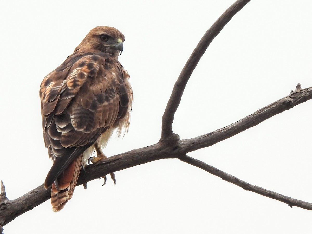 Red-tailed Hawk - ML619832185