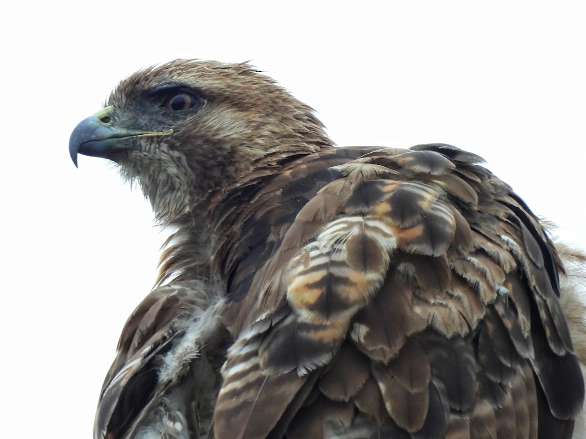 Red-tailed Hawk - ML619832186