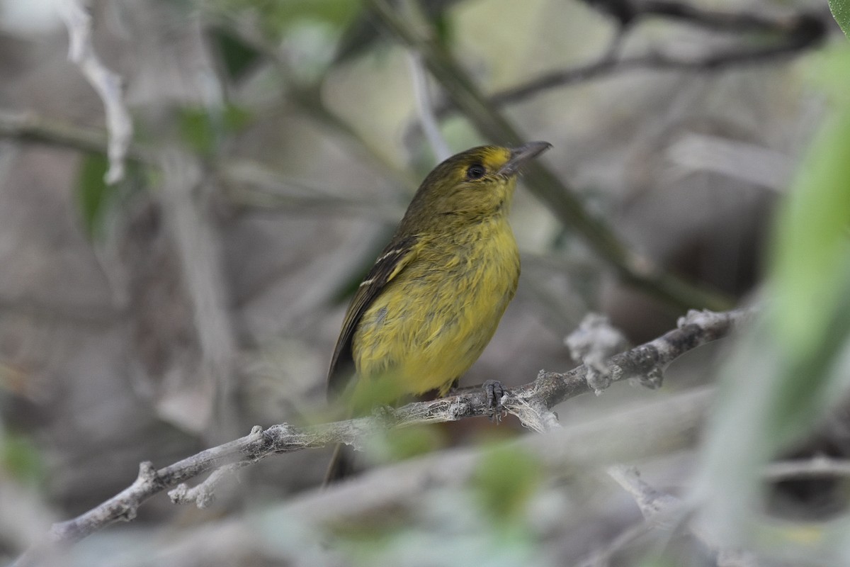 Mangrovevireo - ML619832191