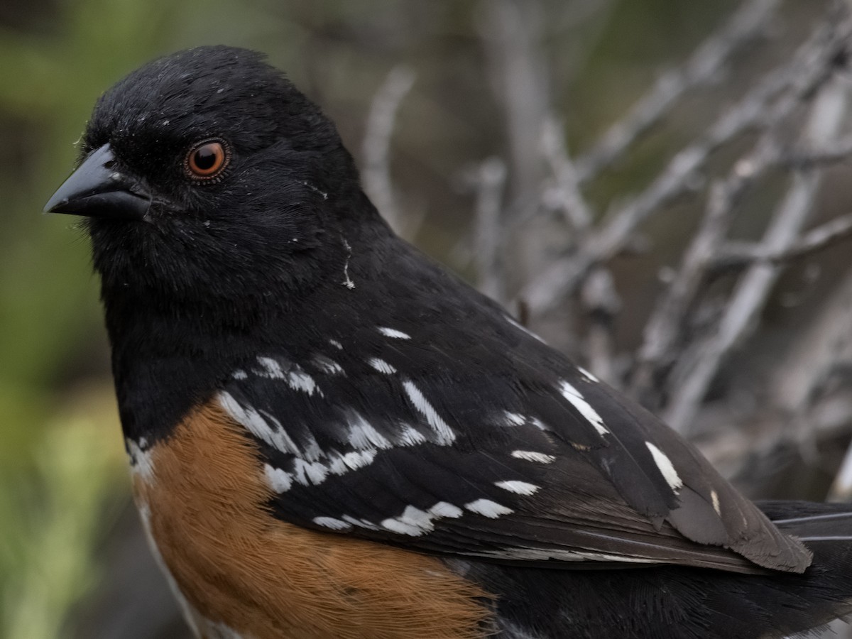 Spotted Towhee - ML619832204