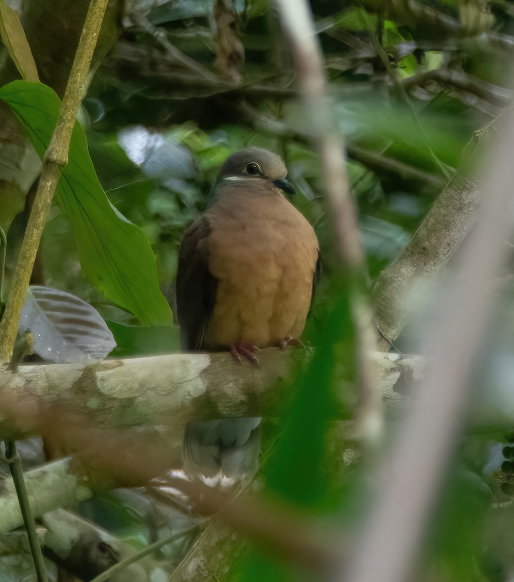 White-eared Brown-Dove - ML619832207