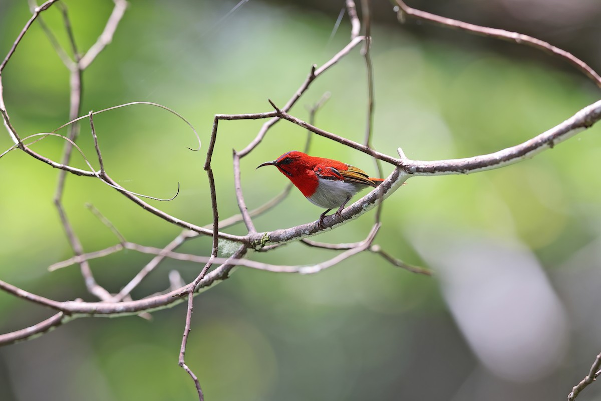 Temminck's Sunbird - ML619832210