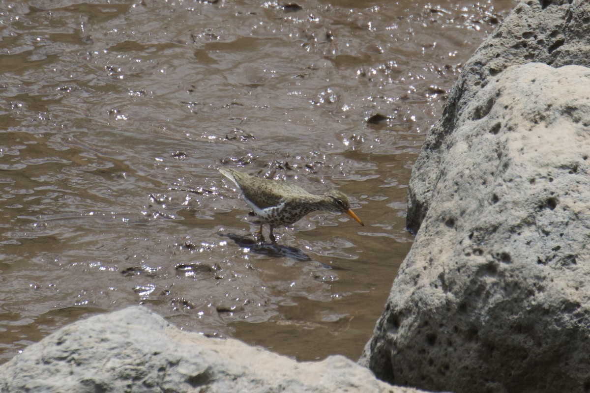 Spotted Sandpiper - ML619832213