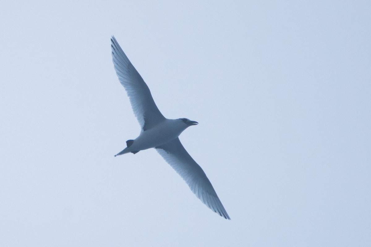 Red-tailed Tropicbird - ML619832215