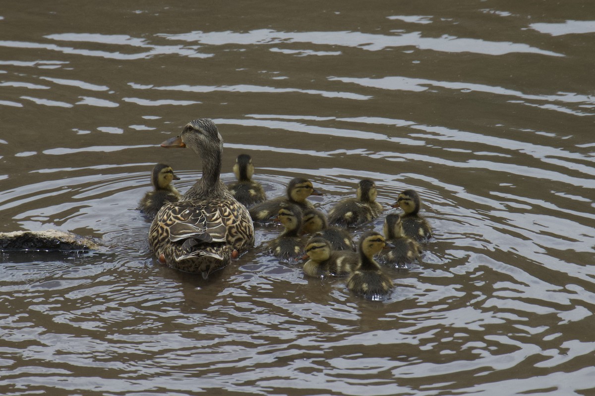 Зэрлэг нугас - ML619832227