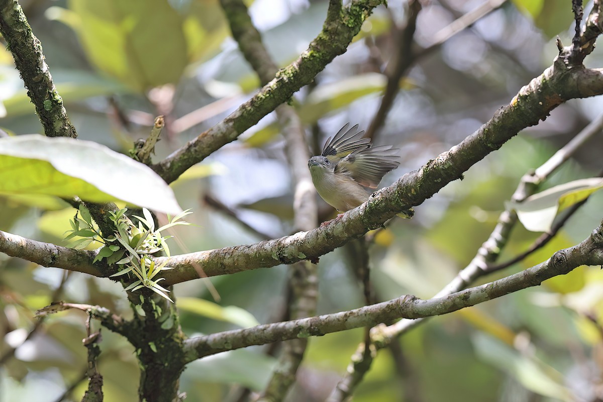 White-browed Shrike-Babbler (Blyth's) - ML619832229