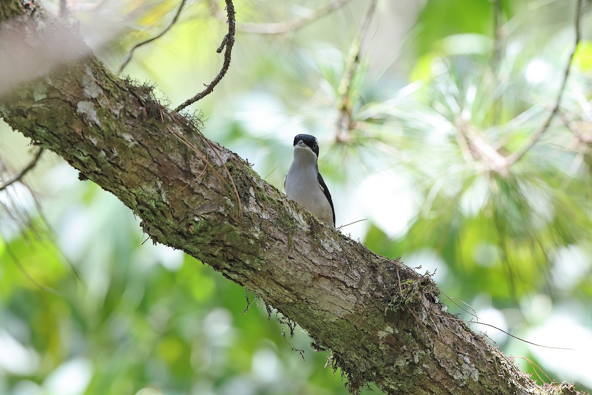 White-browed Shrike-Babbler [aeralatus Group] - ML619832233