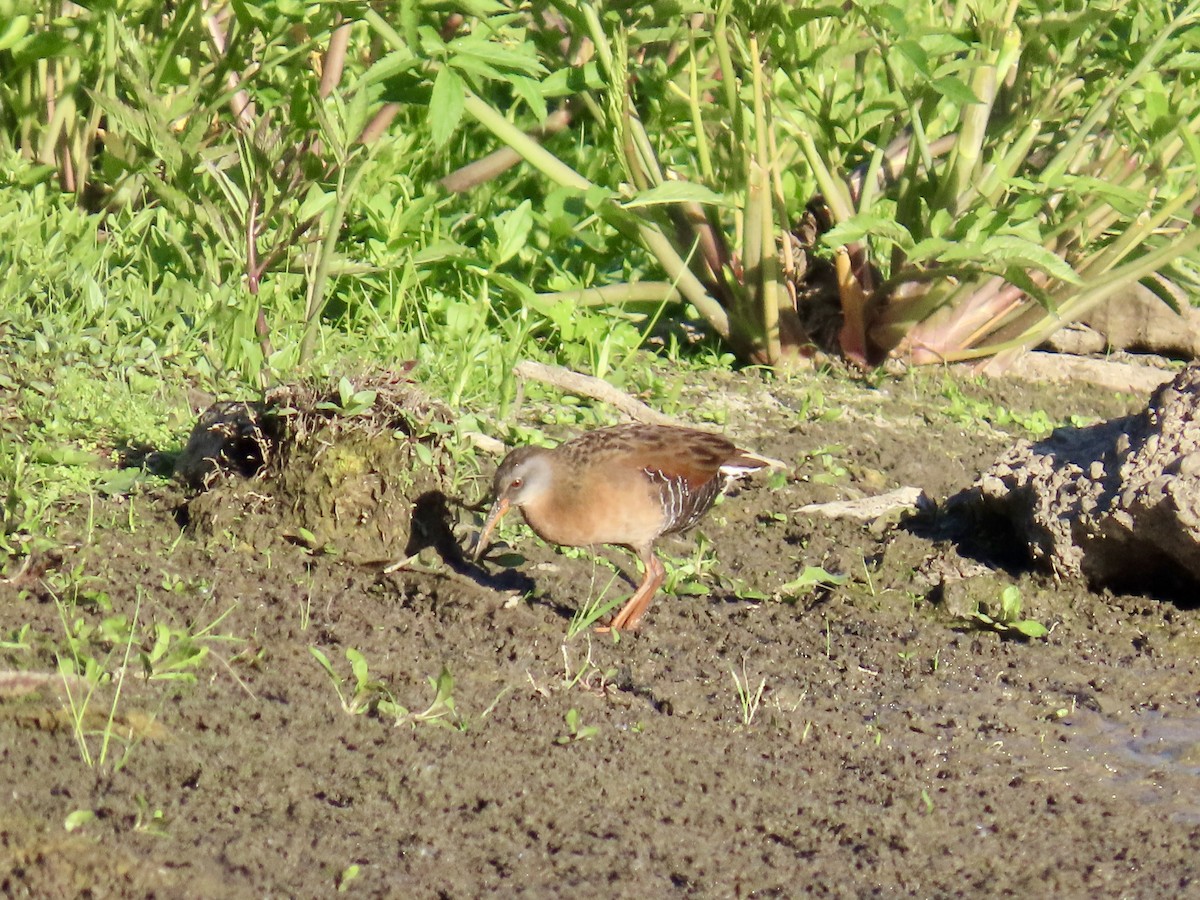 Virginia Rail - ML619832246