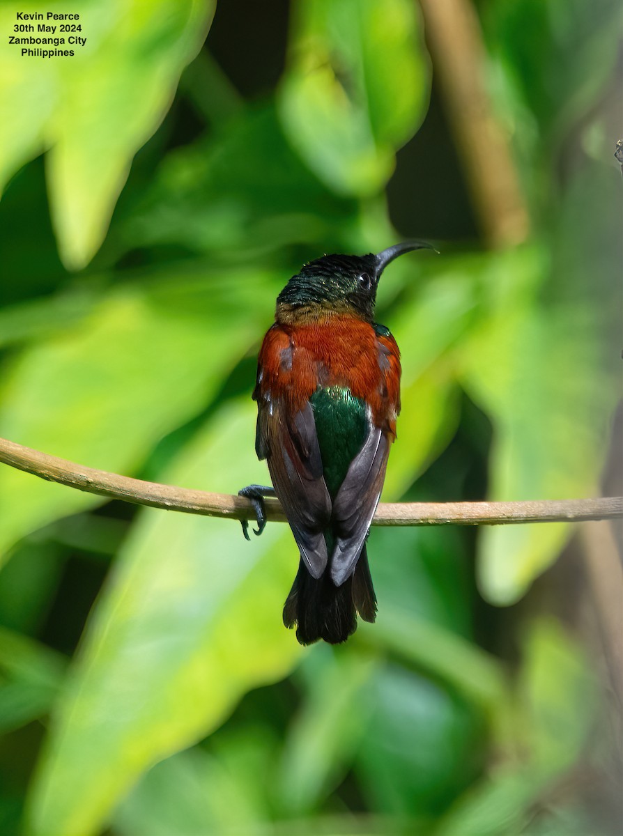 Purple-throated Sunbird (Orange-lined) - ML619832256