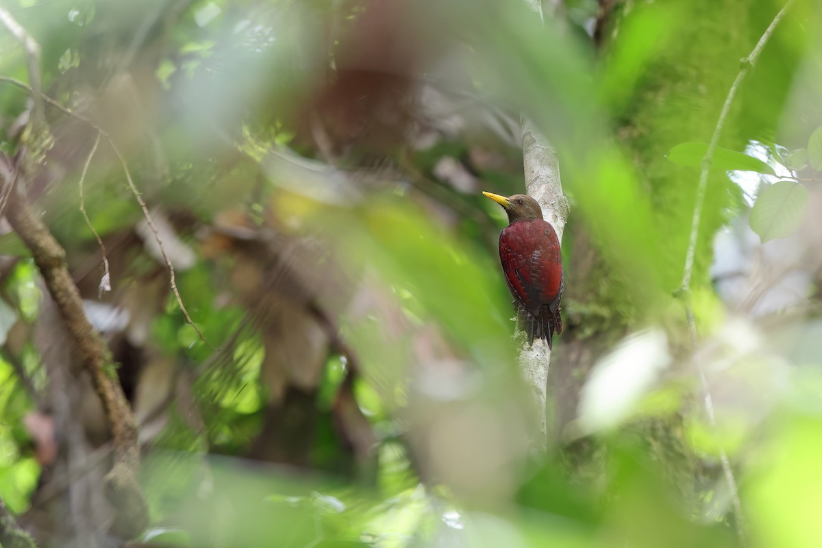 Maroon Woodpecker - ML619832268