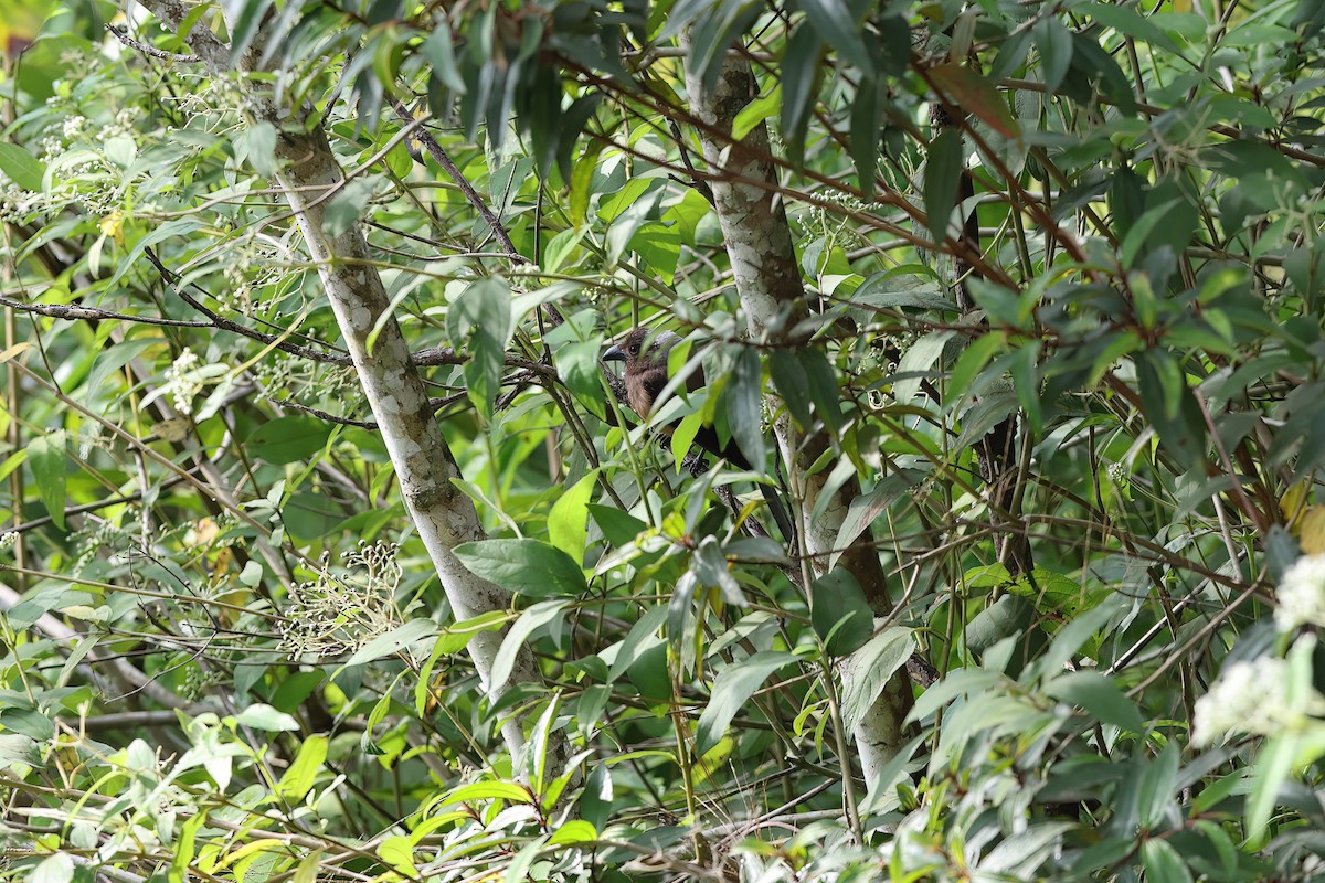 Sumatran Treepie - ML619832319