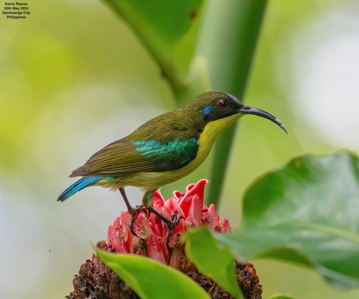 Metallic-winged Sunbird - ML619832343