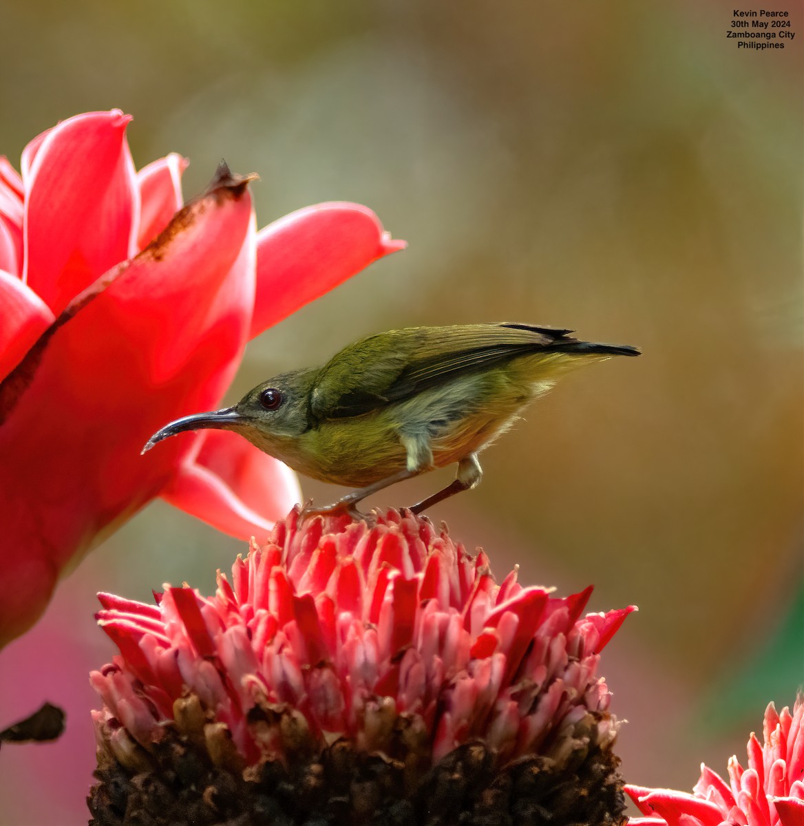 Metallic-winged Sunbird - ML619832346