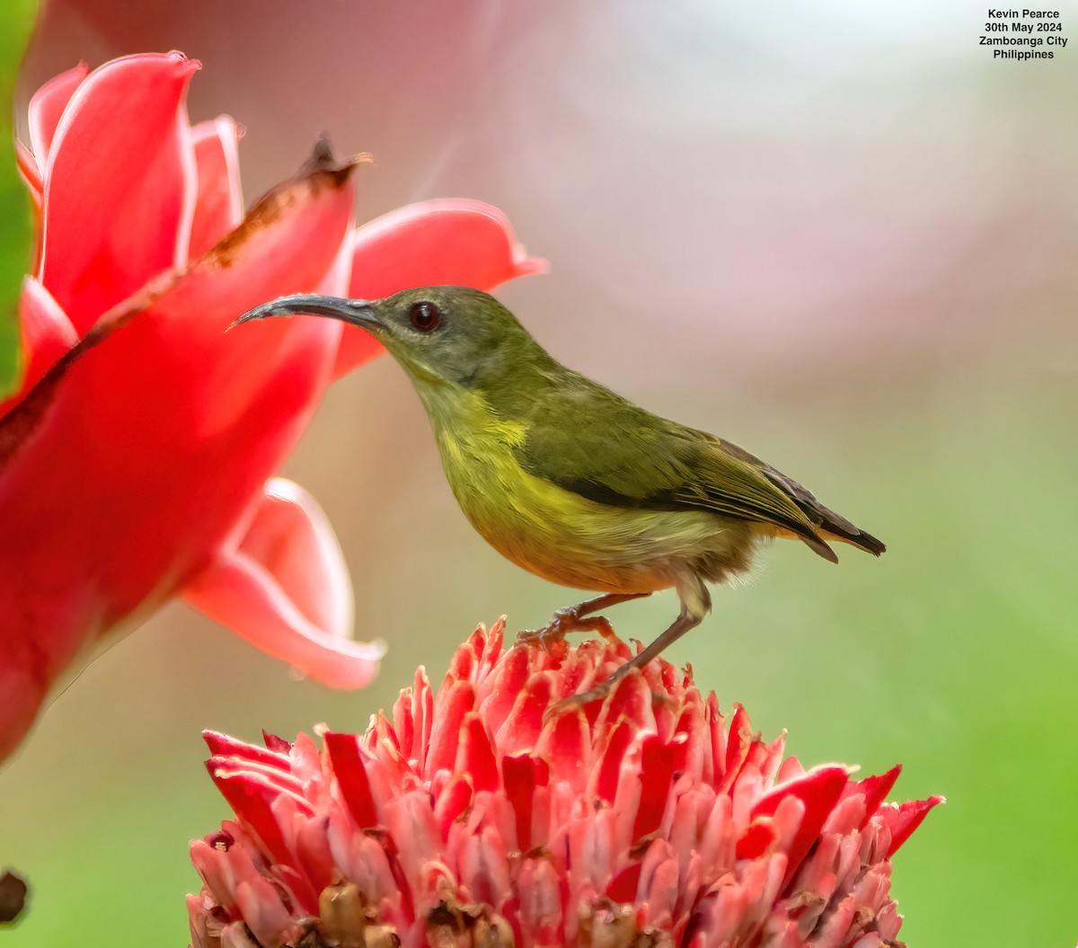 Metallic-winged Sunbird - ML619832347