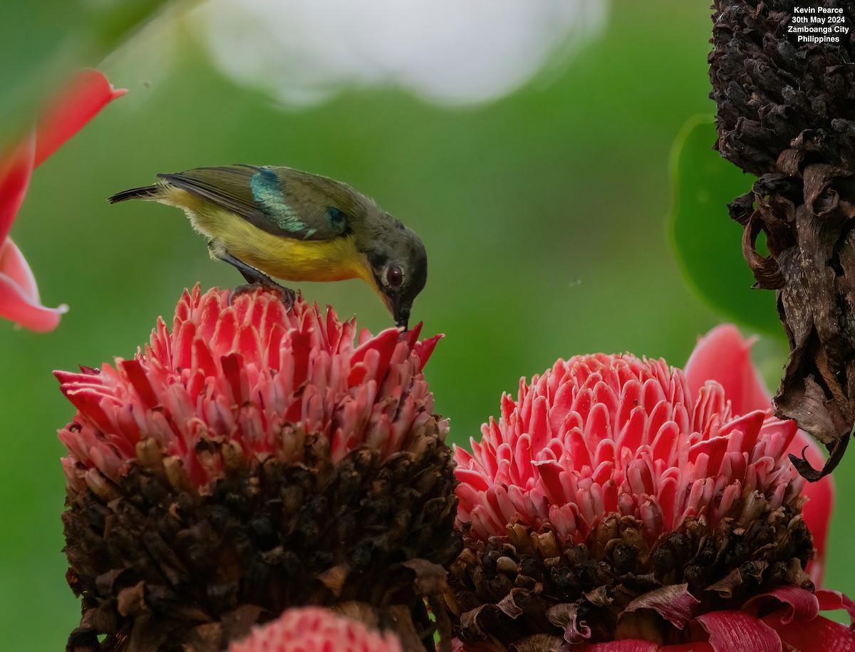 Metallic-winged Sunbird - ML619832348