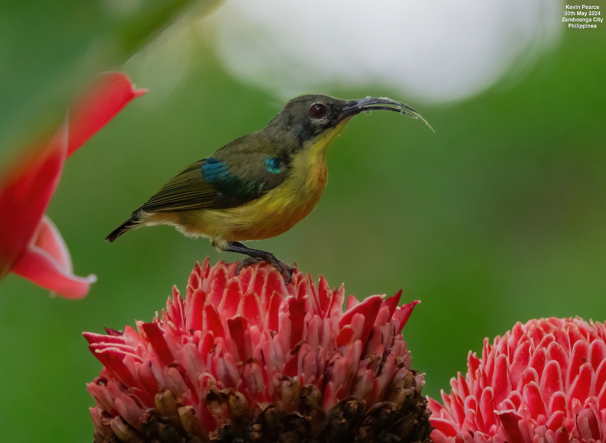 Metallic-winged Sunbird - ML619832349