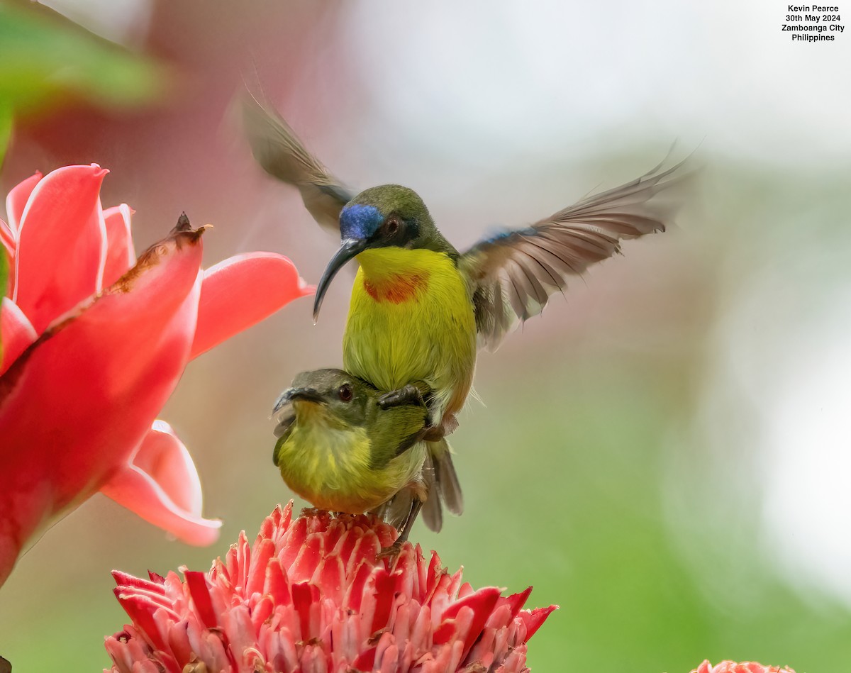 Metallic-winged Sunbird - ML619832352