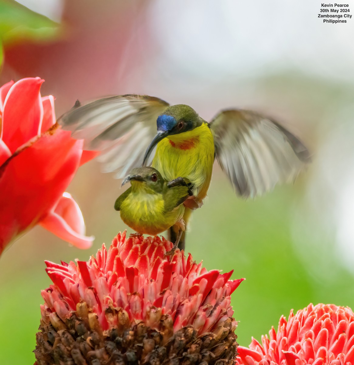 Metallic-winged Sunbird - ML619832353