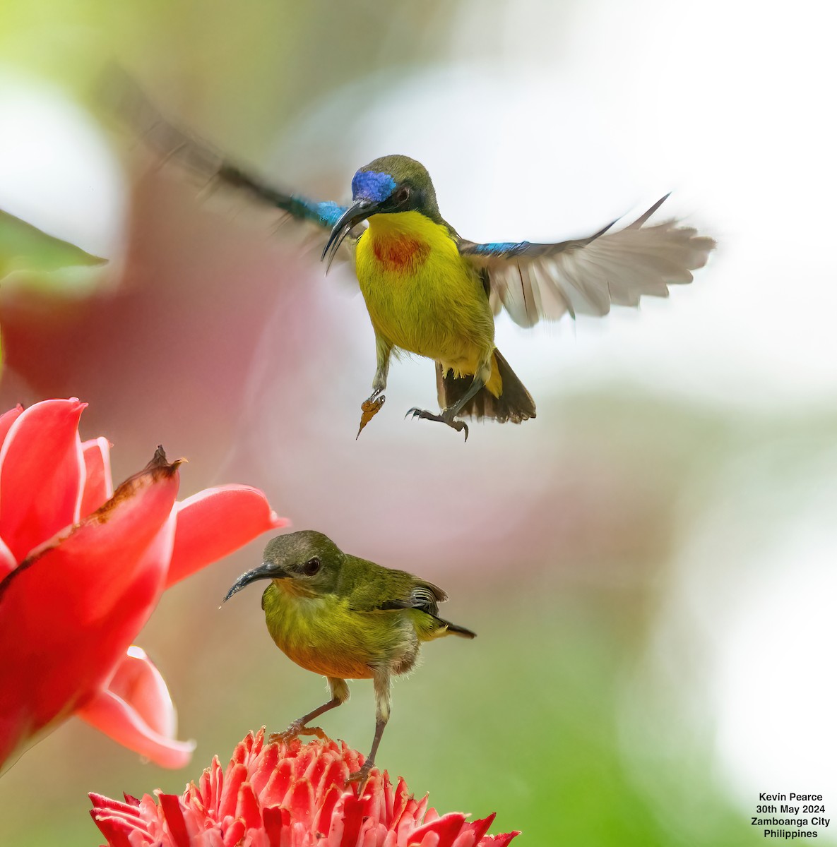 Metallic-winged Sunbird - ML619832355