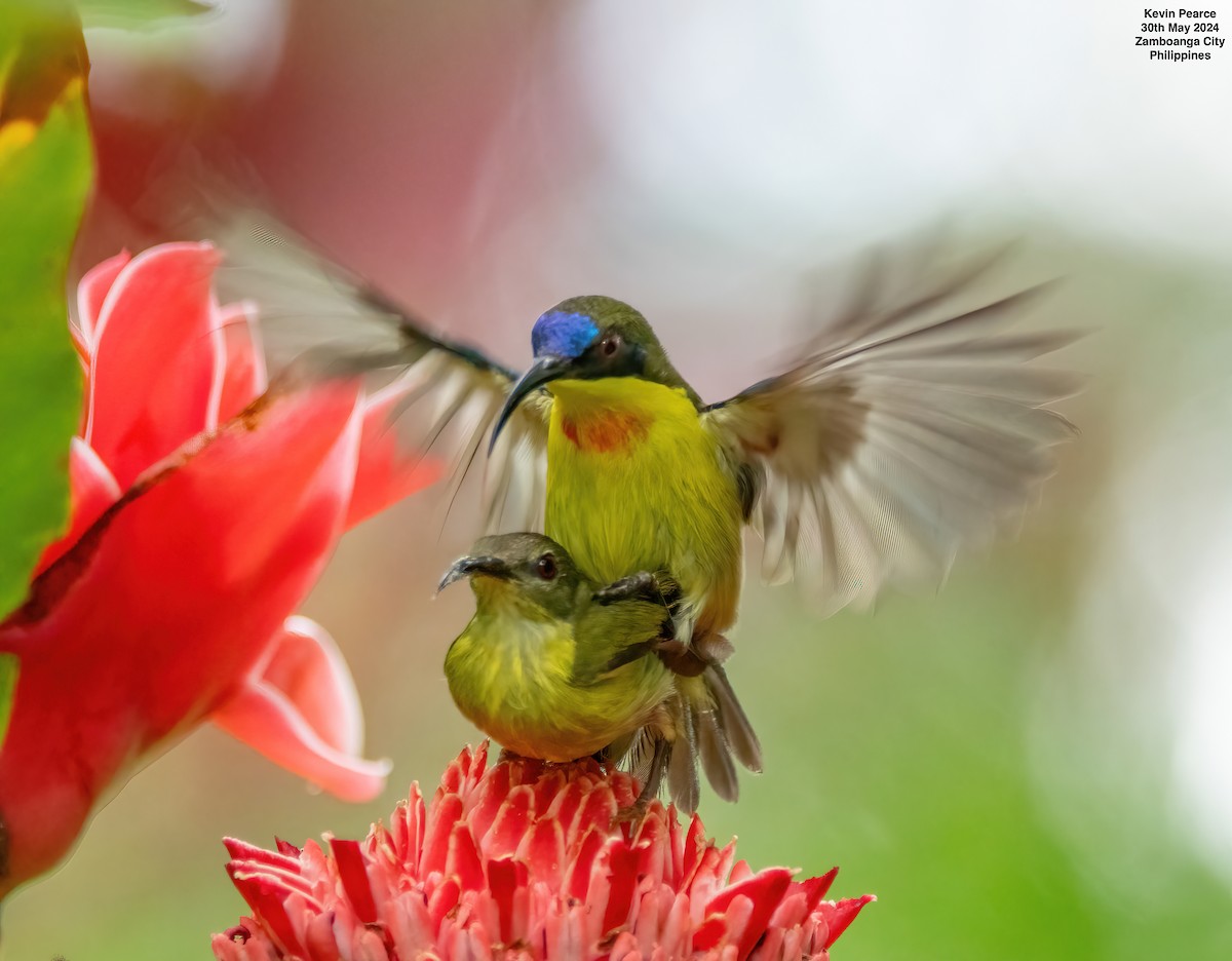 Metallic-winged Sunbird - ML619832357