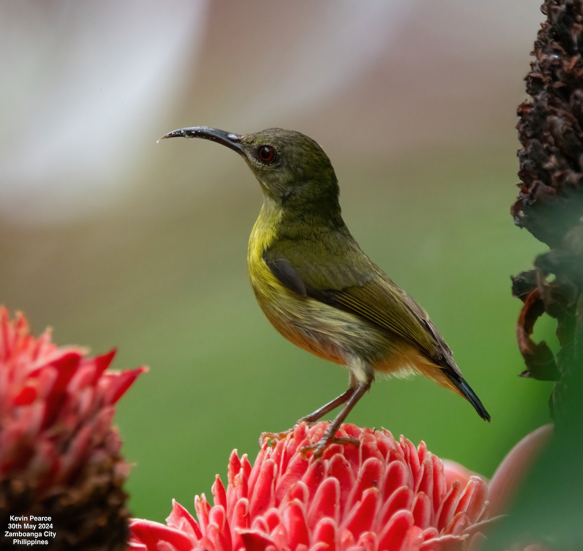 Metallic-winged Sunbird (Southern) - ML619832358