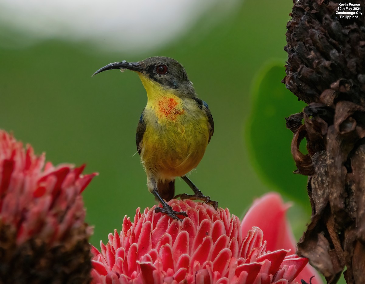 Metallic-winged Sunbird - ML619832359