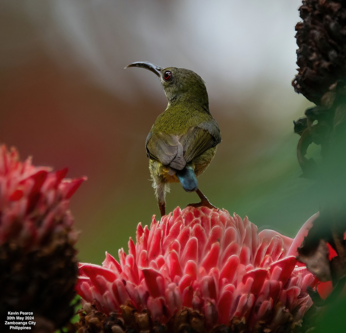 Metallic-winged Sunbird - ML619832360