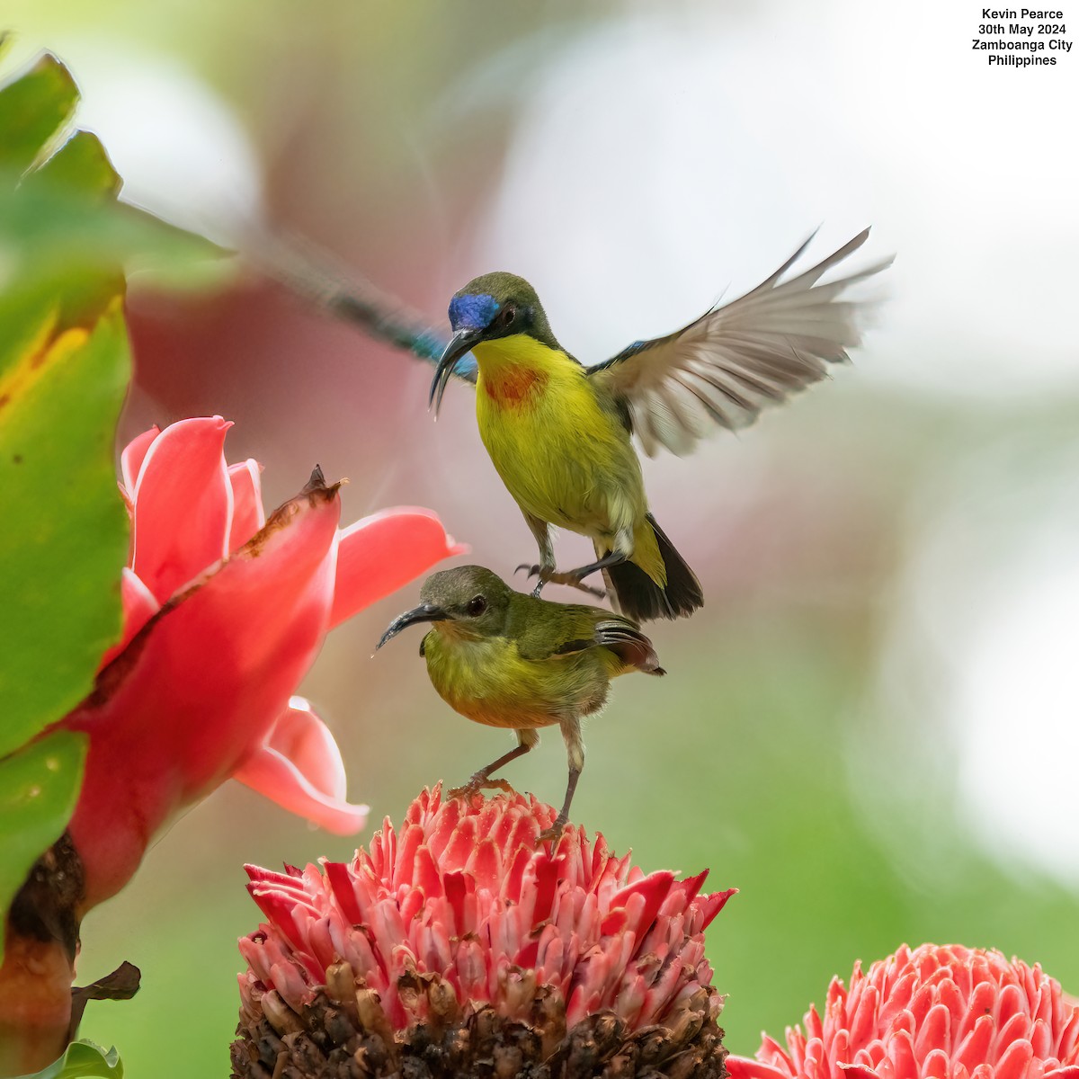 Metallic-winged Sunbird - ML619832361