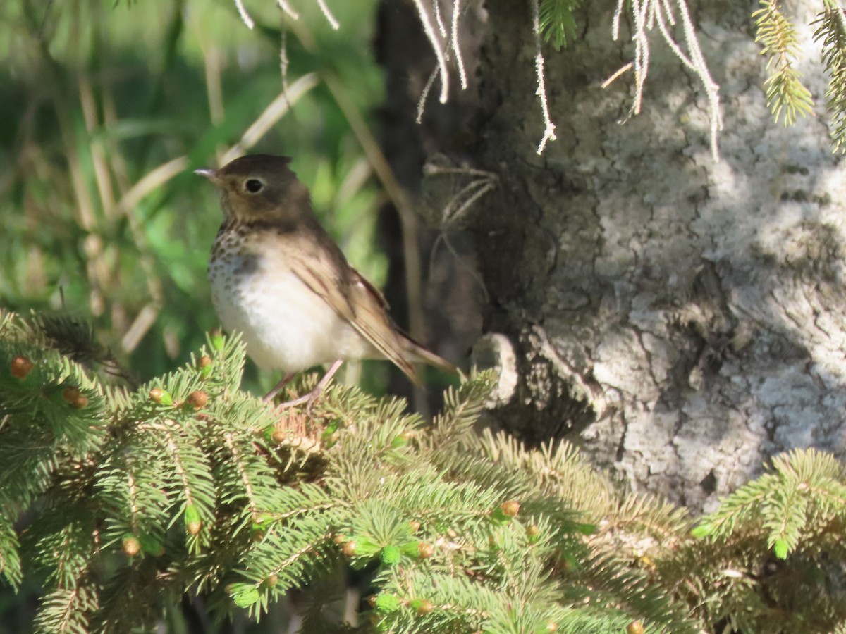 Swainson's Thrush - ML619832369