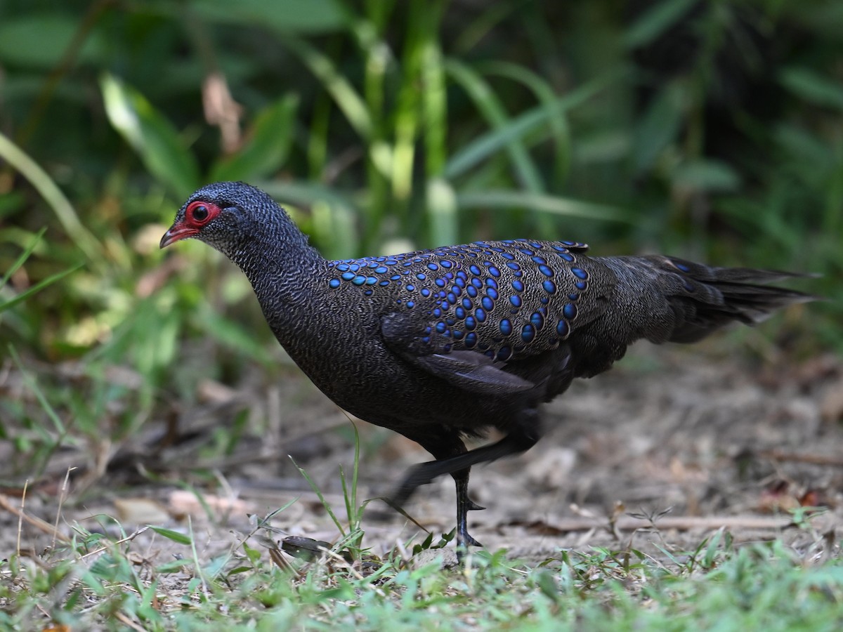 Germain's Peacock-Pheasant - ML619832374