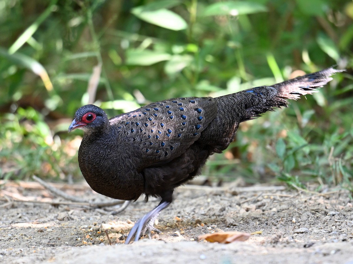 Germain's Peacock-Pheasant - ML619832376