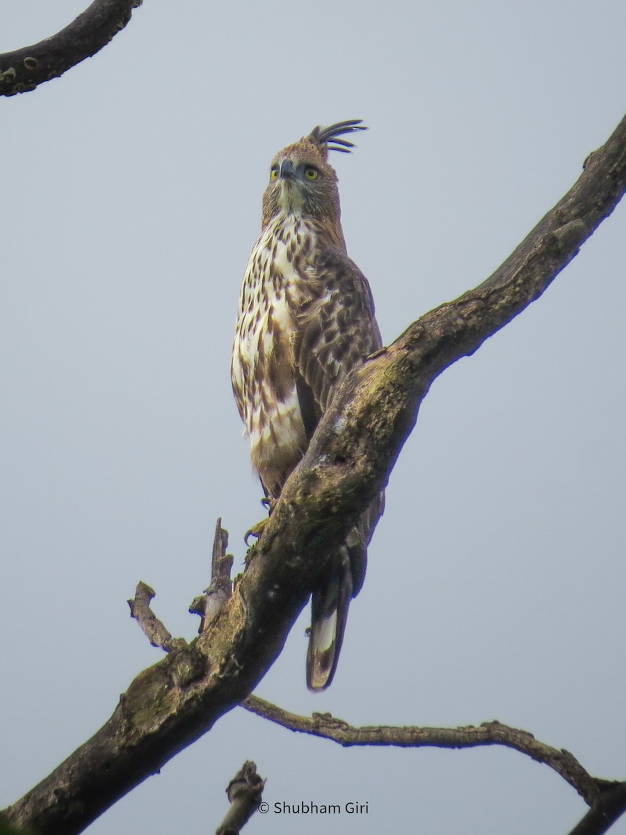 Águila Variable - ML619832390