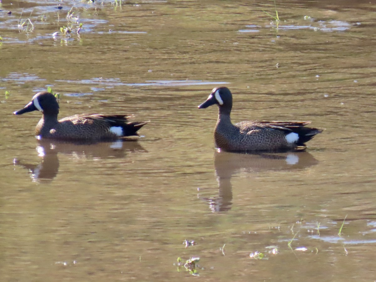 Blue-winged Teal - ML619832397