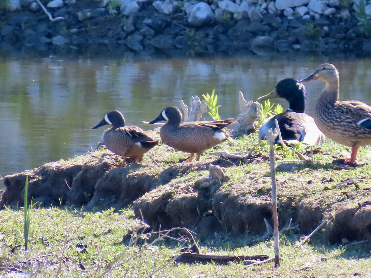 Blue-winged Teal - ML619832398