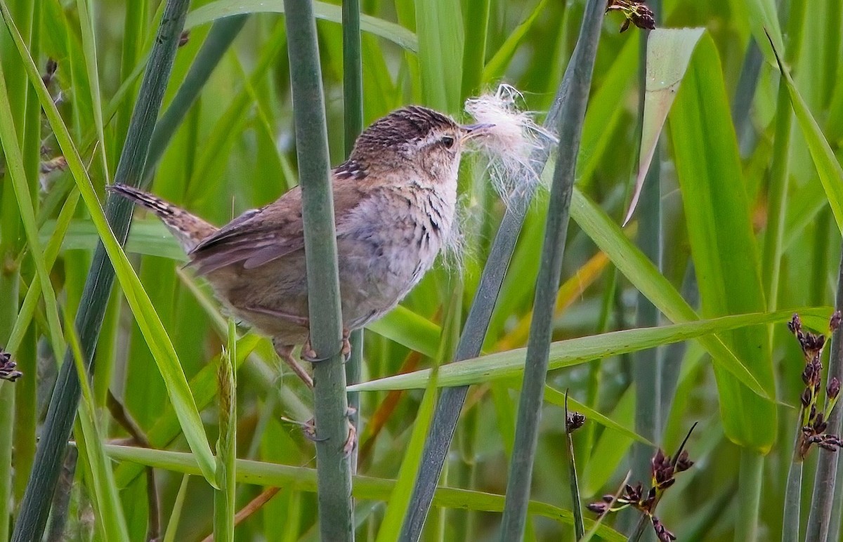 Marsh Wren - ML619832406