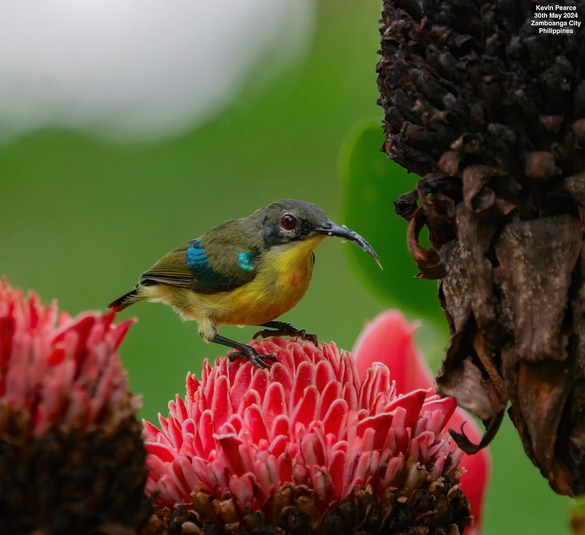 Metallic-winged Sunbird - ML619832425