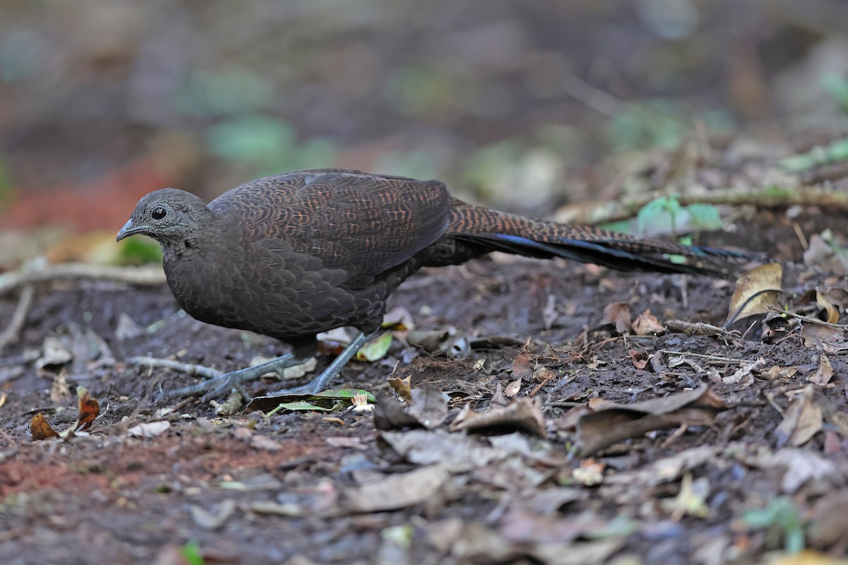 Bronze-tailed Peacock-Pheasant - ML619832426