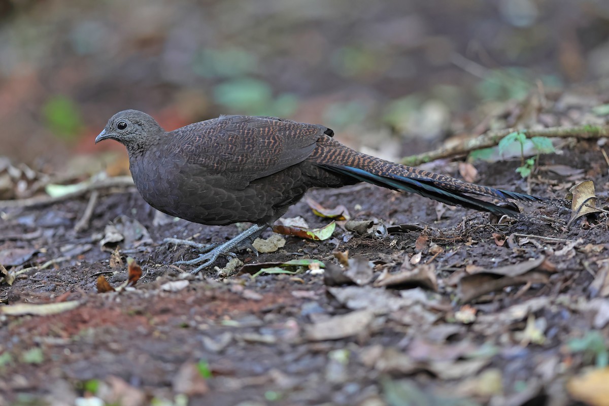 Bronze-tailed Peacock-Pheasant - ML619832427