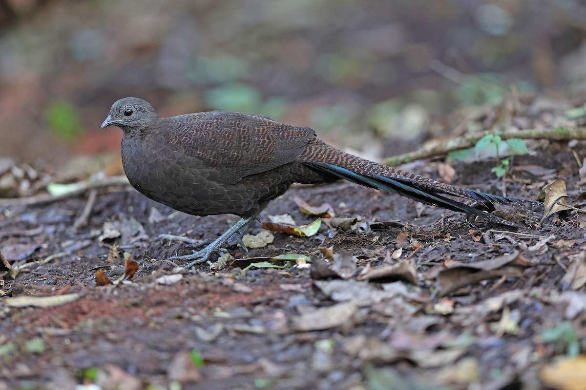 Bronze-tailed Peacock-Pheasant - ML619832428