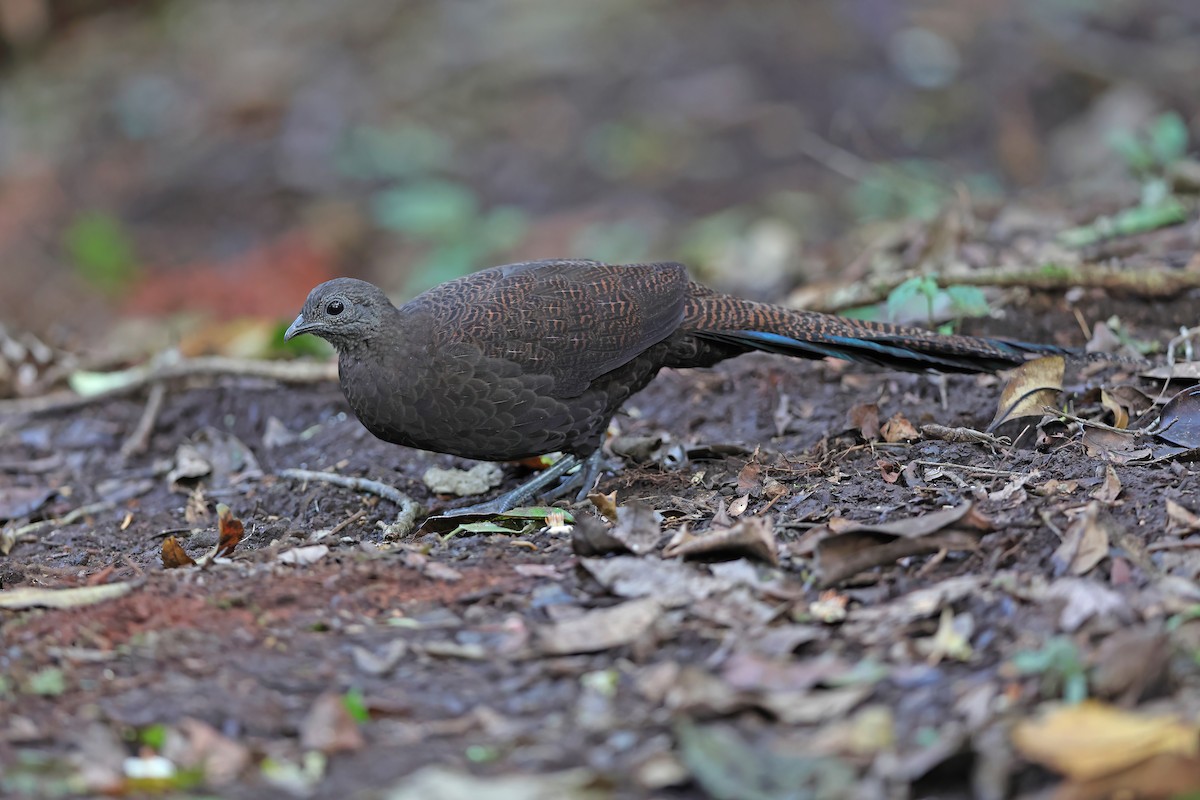 Bronze-tailed Peacock-Pheasant - ML619832429