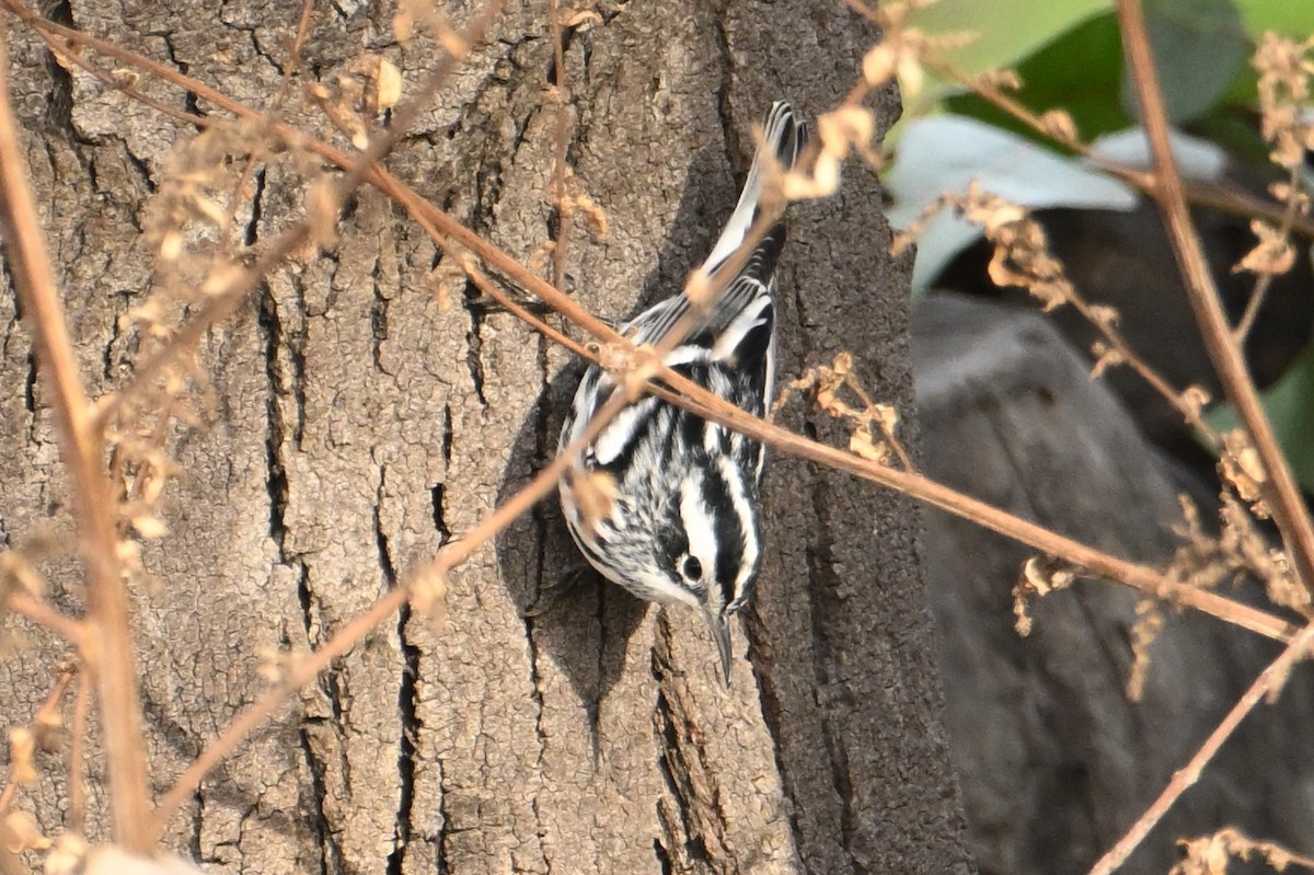 Black-and-white Warbler - ML619832430