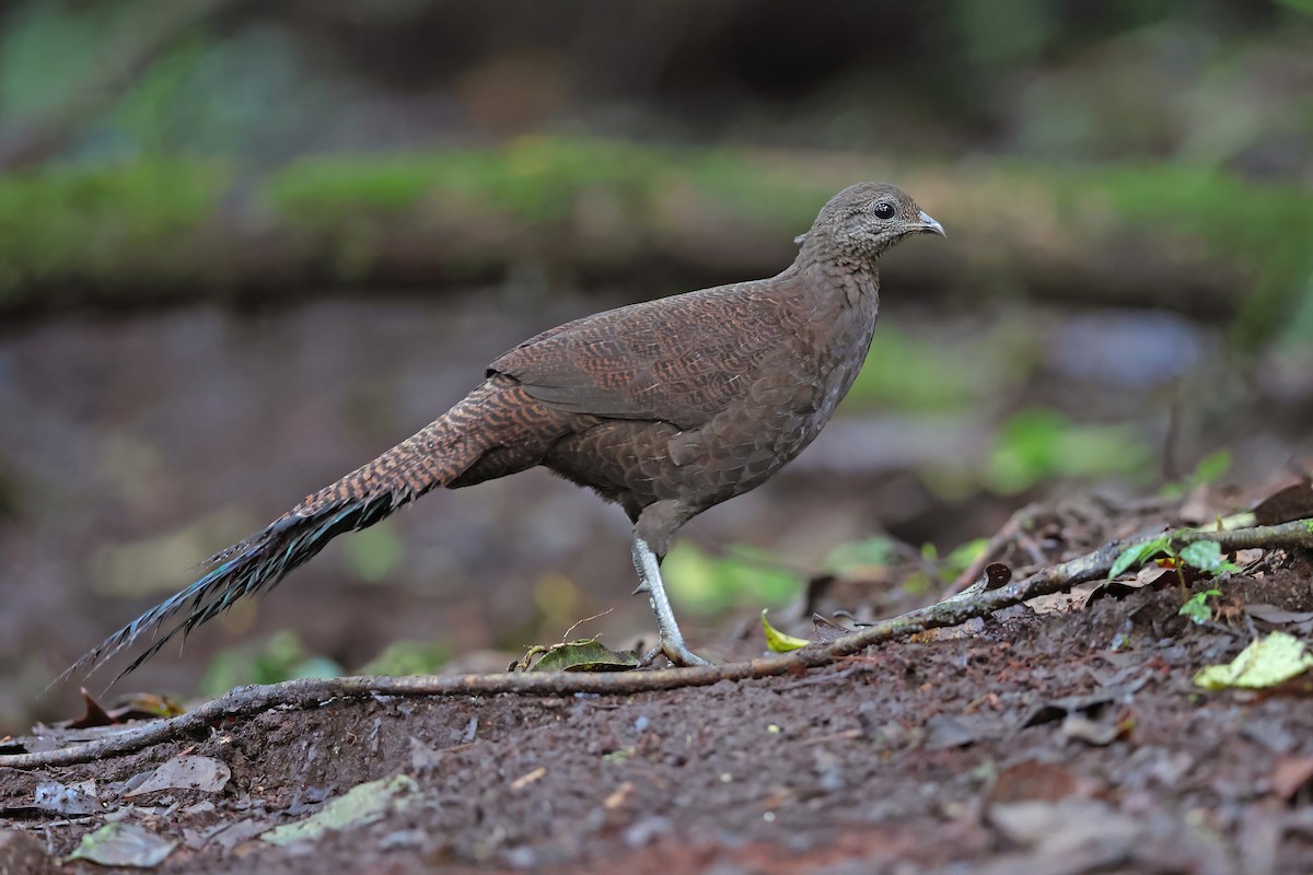 Bronze-tailed Peacock-Pheasant - ML619832432