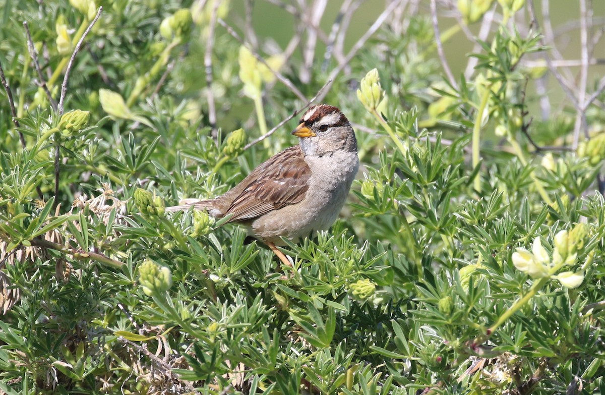 White-crowned Sparrow - maggie peretto